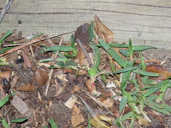 Abryanthemum edule (Abryanthemum edule)