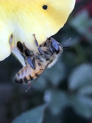 Apis mellifera