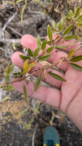 Rubia fruticosa, photograph 5