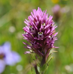 Castilleja densiflora