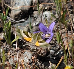 Proserpinus clarkiae