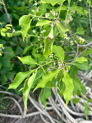 Euonymus maackii
