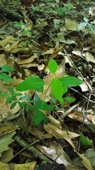 Lonicera sempervirens