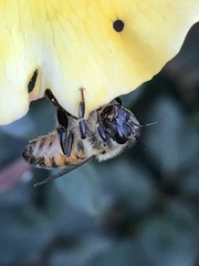 Apis mellifera