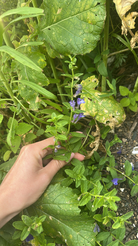 Scutellaria strigillosa, photograph 2