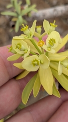 Euphorbia regis-jubae, photograph author not stated, no rights reserved