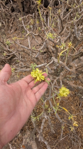 Euphorbia regis-jubae, photograph 2