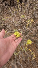 Euphorbia regis-jubae, photograph author not stated, no rights reserved