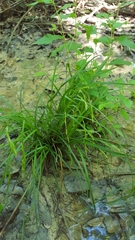 Carex oxylepis