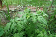 Chaerophyllum temulum