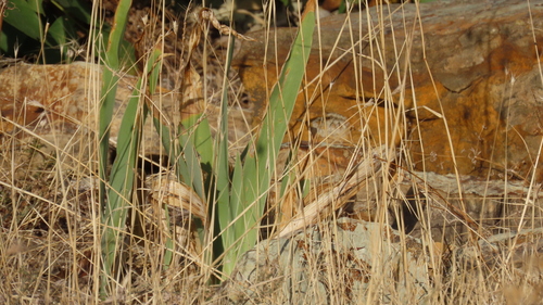 Iris pumila, photograph 6