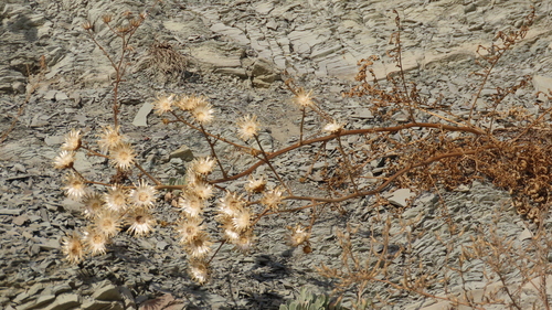 Centaurea salonitana, photograph 1