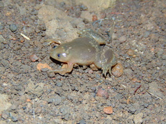 Xenopus