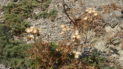 Centaurea salonitana