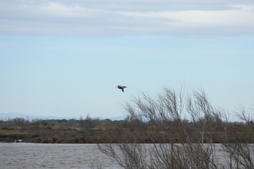 Canard souchet, mâle