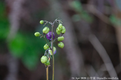 Dianella ensifolia