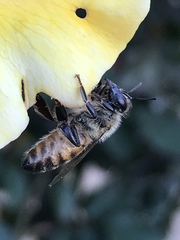 Apis mellifera