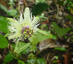 Passiflora vespertilio