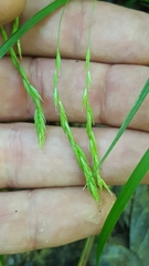 Carex oxylepis