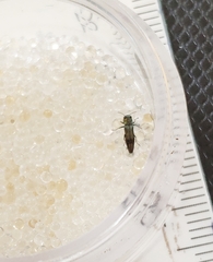 Agrilus derasofasciatus