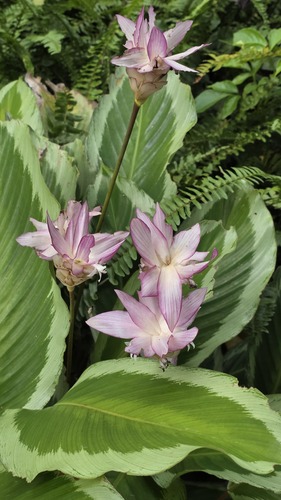 Goeppertia loeseneri