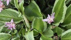 Goeppertia loeseneri, photograph 胡正恆(Jackson Hu), CC BY, iNaturalist via GBIF