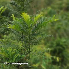 Zanthoxylum avicennae