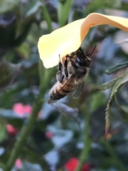 Apis mellifera