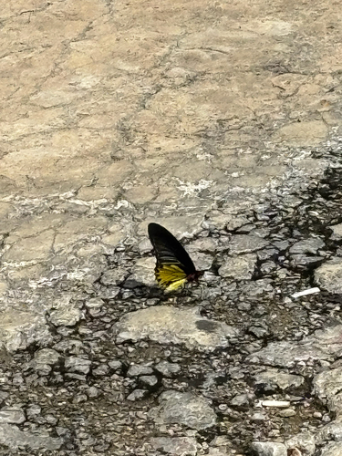 Common Birdwing