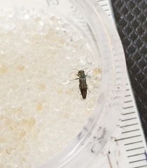 Agrilus derasofasciatus