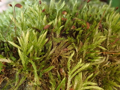 Sciuro-hypnum populeum