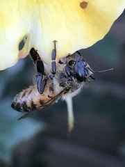 Apis mellifera