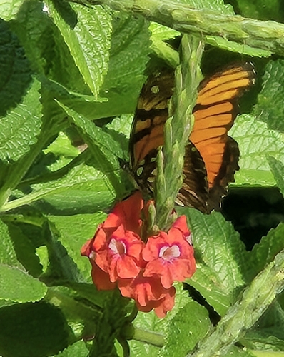 Juno Silverspot
