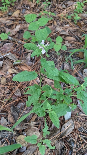 Stachys floridana, photograph 4