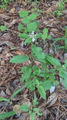 Stachys floridana, photograph author not stated, no rights reserved