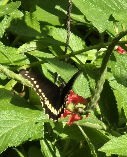 Battus polydamas polydamas