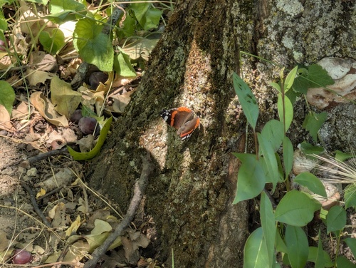 Red Admiral