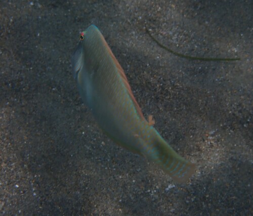 Pearly Razorfish