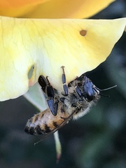 Apis mellifera