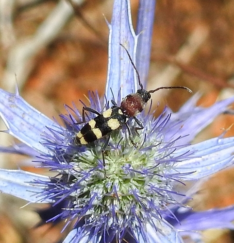 Chlorophorus sexguttatus