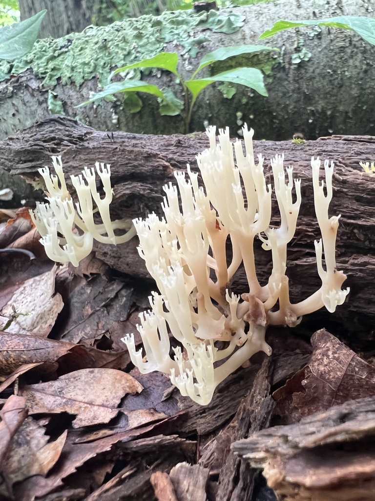 crown-tipped coral fungus · June 2026 · photo: Photo: no rights reserved · iNaturalist