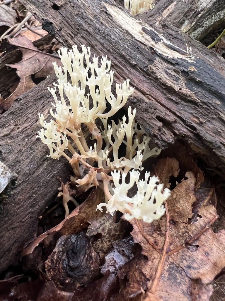 crown-tipped coral fungus · June 2026 · photo: Photo: no rights reserved · iNaturalist