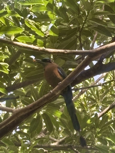 Lesson's Motmot