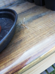 Tipulinae