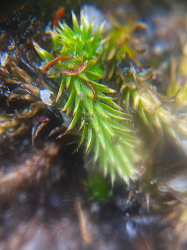 Brownseya serpentina, 2026-06-27