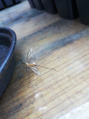 Tipulinae