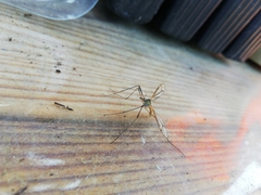 Tipulinae