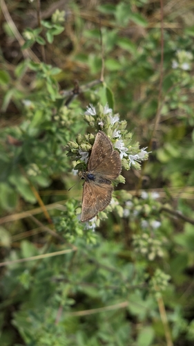 Dingy Skipper