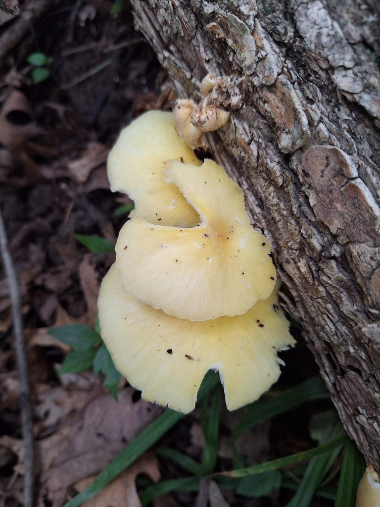 Golden Oyster Mushroom · June 2026 · photo: Photo: (c) Heidi Meudt, some rights reserved (CC BY) · iNaturalist