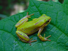 Hyperolius pictus